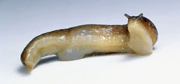 Brown Slug, raising head to expose paler underside