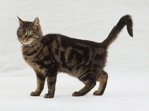 Brown tabby cat, standing, side view