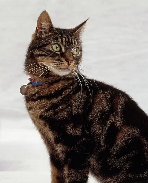Brown tabby cat wearing tag, looking over shoulder, close-up