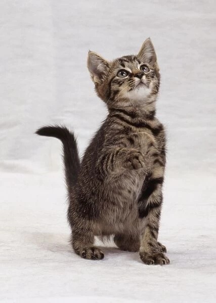 Brown tabby kitten raising its paw and looking up