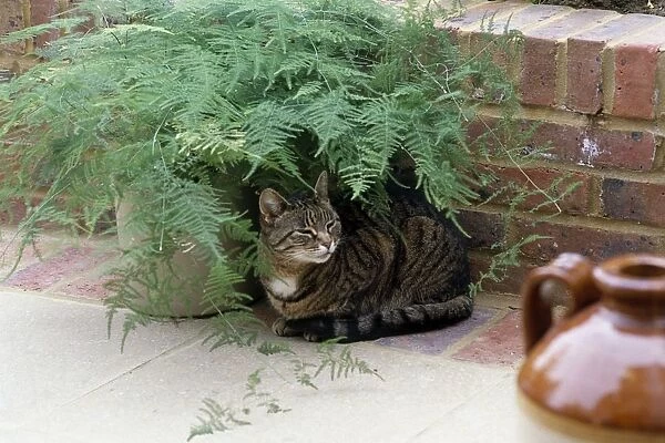 Brown tabby and white cat sitting under leaves of pot plant on patio