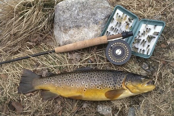A brown trout laid out on grass next to some fishing tackle, view from above