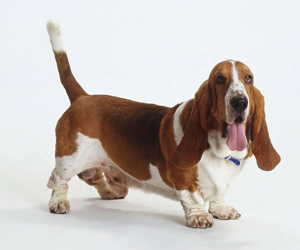 Brown and white Basset Hound standing, tongue hanging out, long ears, tail erect, angled side view