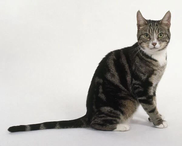 Brown and white classic tabby cat, sitting