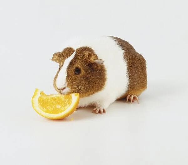 Brown and white Guinea Pig (Cavia porcellus) nibbling a piece of orange