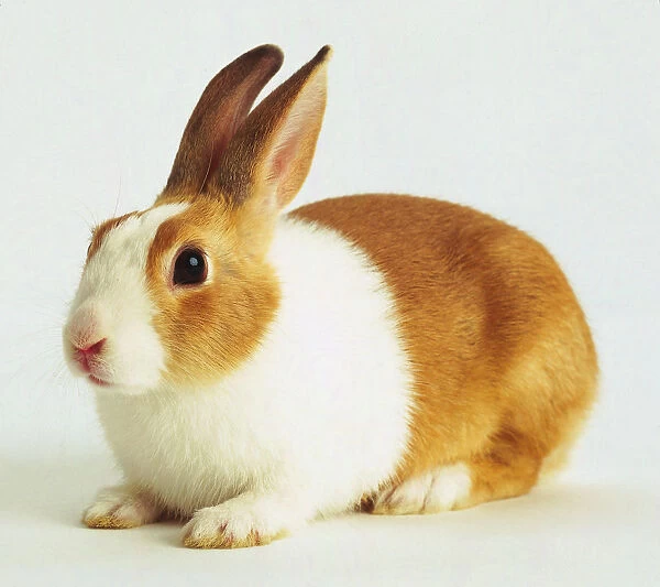 A brown and white rabbit