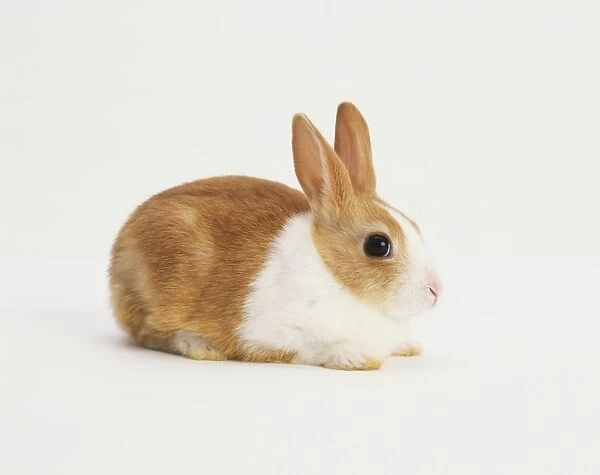 Brown and white rabbit, side view