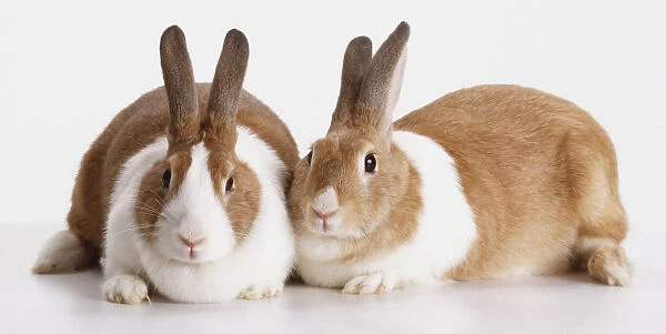 Two brown and white Rabbits (Oryctolagus cuniculus) lying next to each other, looking at camera