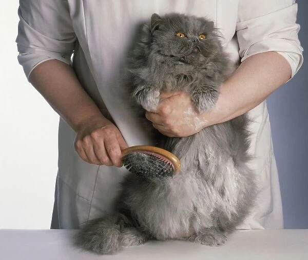 Brushing powder through fur of long-haired Blue Persian cat
