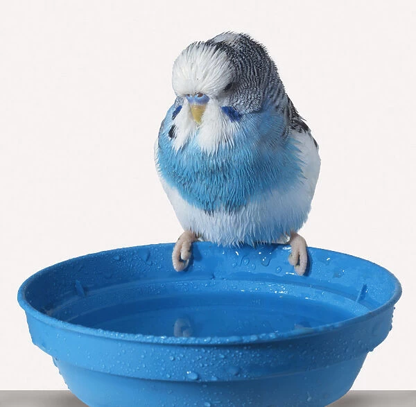 Budgie sitting on the edge of a blue bowl filled with water