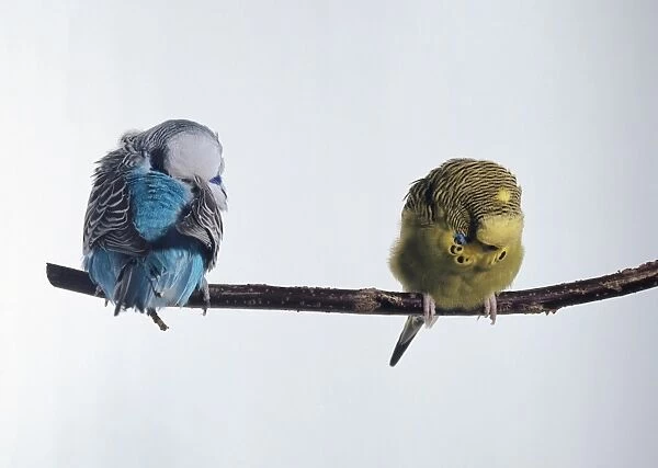 Two budgies on a perch, one is asleep