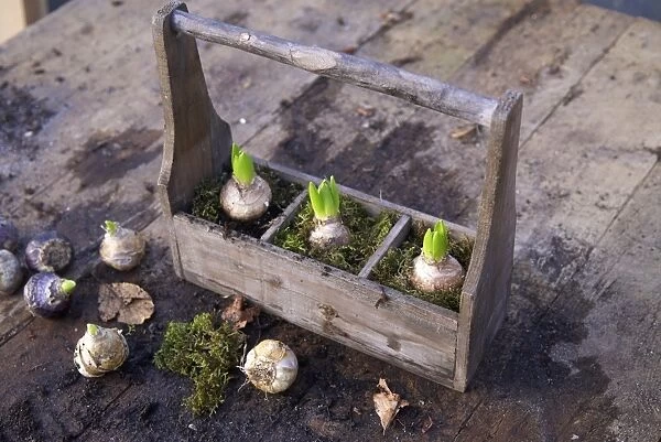 Bulbs planted in a wooden box