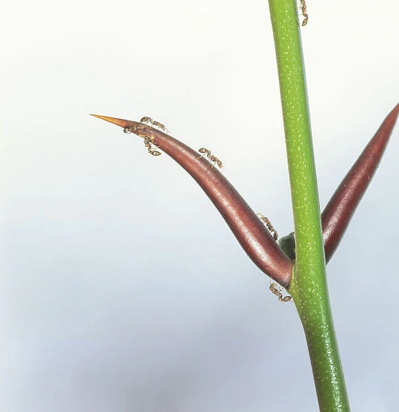 Bull-thorn acacia ants (Pseudomyrmex ferrugineus) on acacia plant