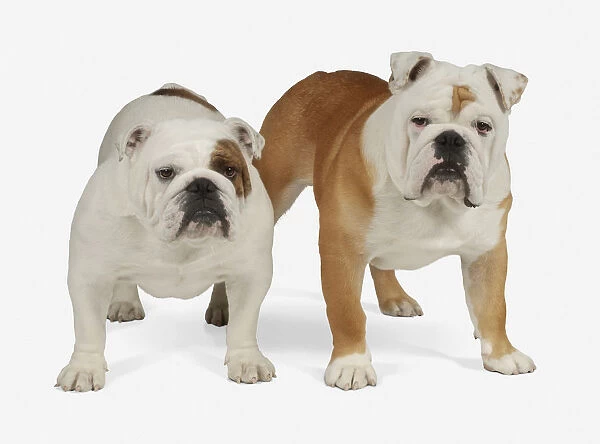 Two Bulldogs standing, looking at camera