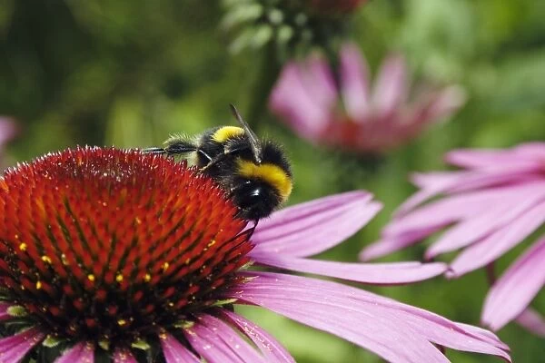 A bumble bee gathering pollen from pink echinacea flower, close-up