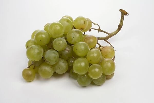 Bunch of moscatel grapes against white background