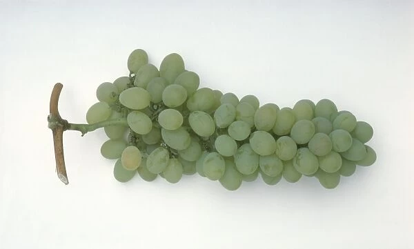 Bunch of Muscat of Alexandria grapes, close-up
