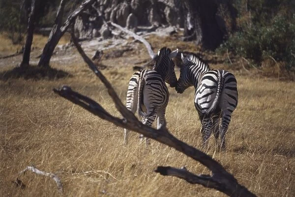 Burchells Zebra, Equus burchelli, rear view of two standing in grassland, touching noses, nuzzling affectionately, distinctive black and white stripes, long tails hanging, tree branch in foreground