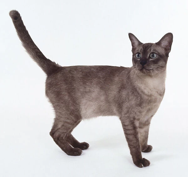 Burmese-Brown Smoke Asian cat with sleek body and tail held proud, standing