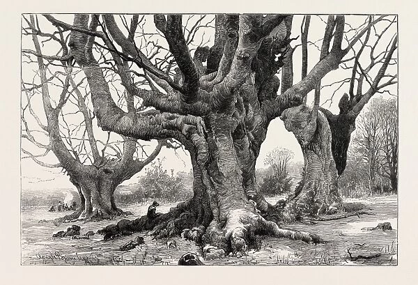 Burnham Beeches-recently Purchased By The Corporation Of London