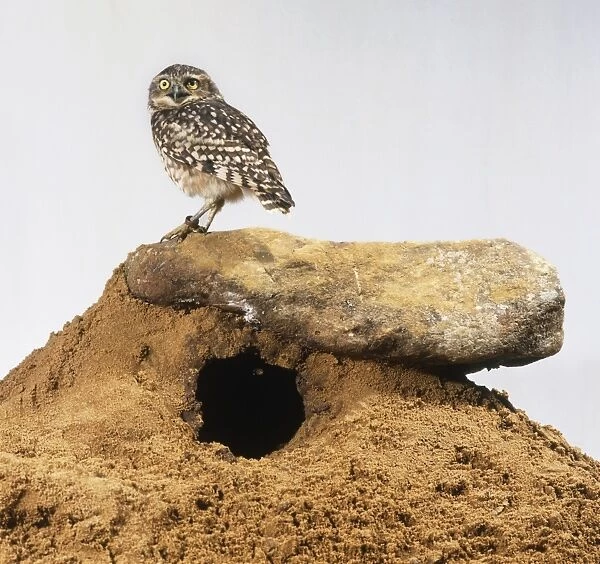 Burrowing owl (Athene cunicularia) on top of burrow, side view