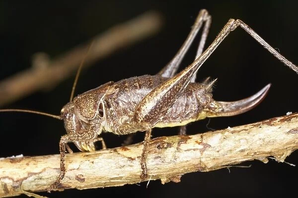 Bush cricket (Katydid) perching on branch, side view