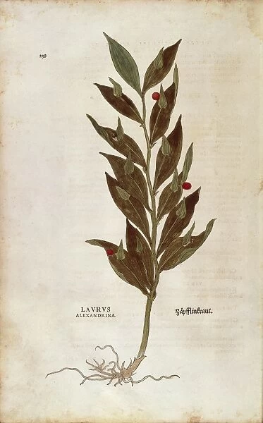 Butchers Broom or Knee Holly - Ruscus aculeatus (Laurus alexandrina) by Leonhart Fuchs from De historia stirpium commentarii insignes (Notable Commentaries on the History of Plants) colored engraving, 1542