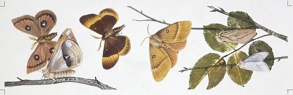 Butterflies sexual dimorphism, illustration