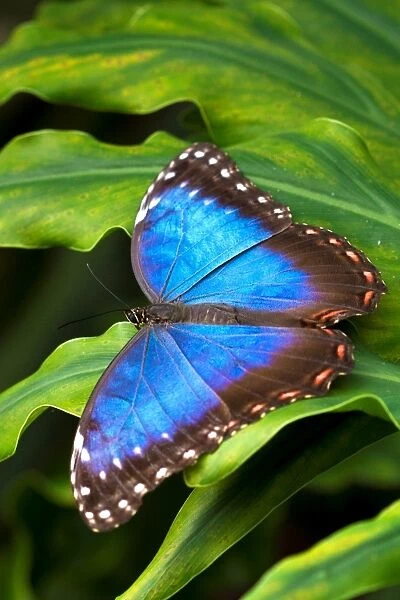 Butterfly. blue Morpho Peleides