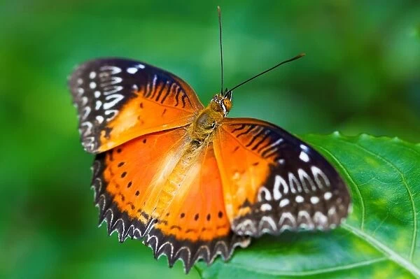 Butterfly. Red Lacewing Cethosia Biblis