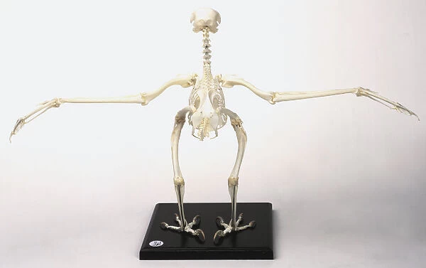 Buzzard skeleton with wings outstretched
