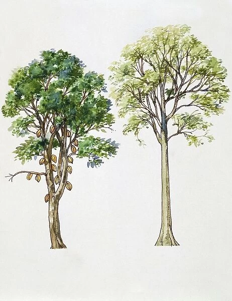 Cacao Theobroma Cacao left, Rubber Tree Hevea brasiliensis, illustration