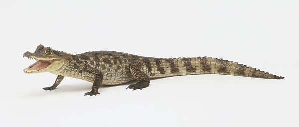 A Caiman (Caimanus crocodilus), side view
