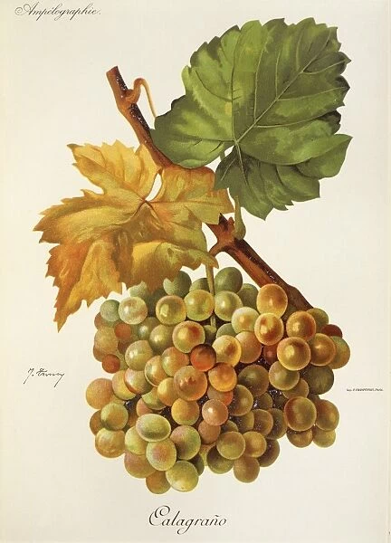 Calagrano grape, illustration by J. Troncy