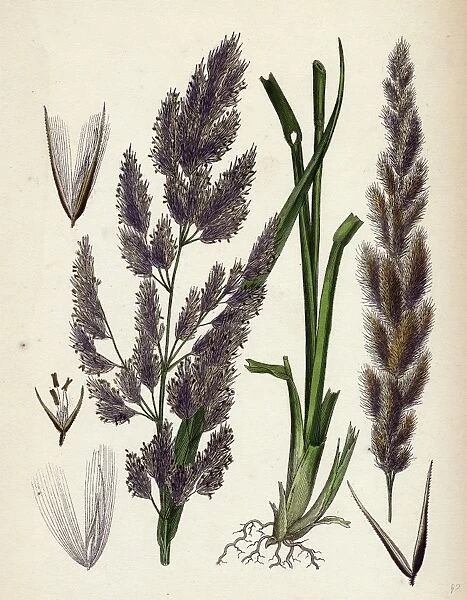 Calamagrostis Epigejos, Wood Small-reed