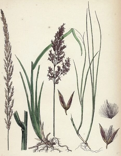 Calamagrostis stricta, Narrow Small-reed, var. a
