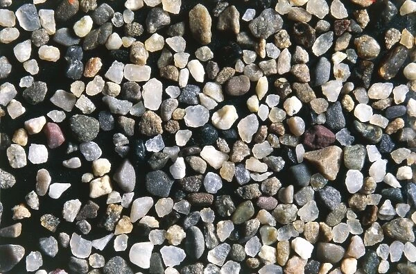Calcite, quartz and feldspar sand grains