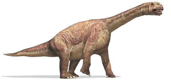 Camarasaurus, chambered lizard, side view