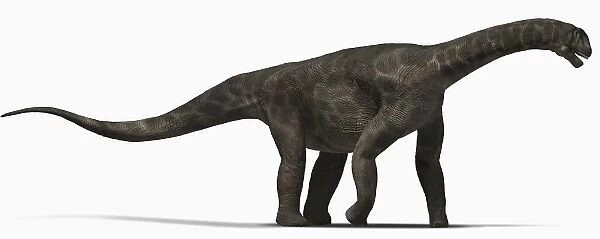 Camarasaurus, side view