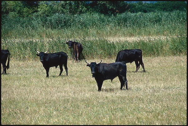 Camargue Black Bulls in Pasture