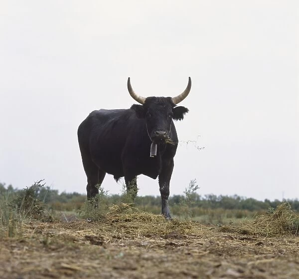 Camargue bull