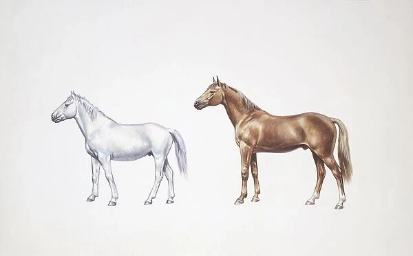 Camargue horse and selle francais horse (Equus caballus), illustration