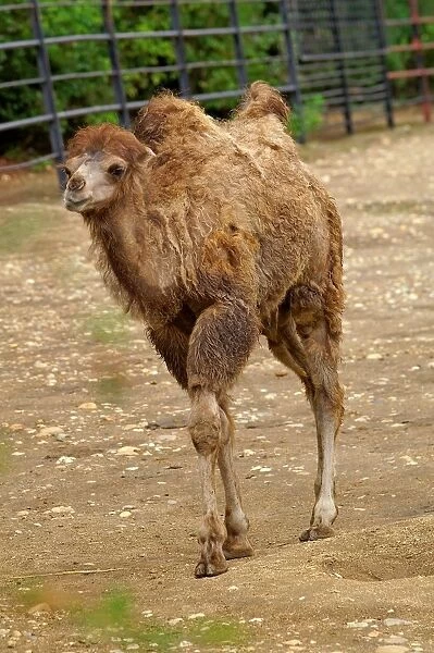 Camel. Camelus Bactrianus