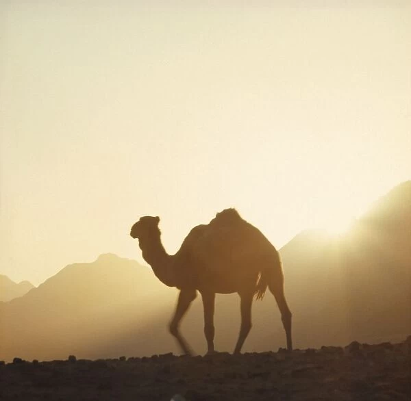Camel in the Jordanian desert during a sandstorm