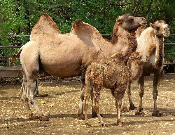 Camels. Camelus Bactrianus