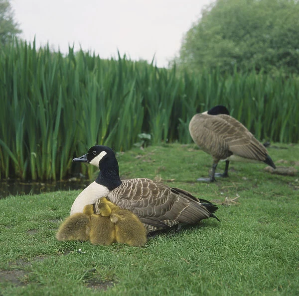 Two Canada Geese (Branta canadensis) on grass by edge of field, one sitting with three Goslings huddled by its side, the other preening itself in background, side view