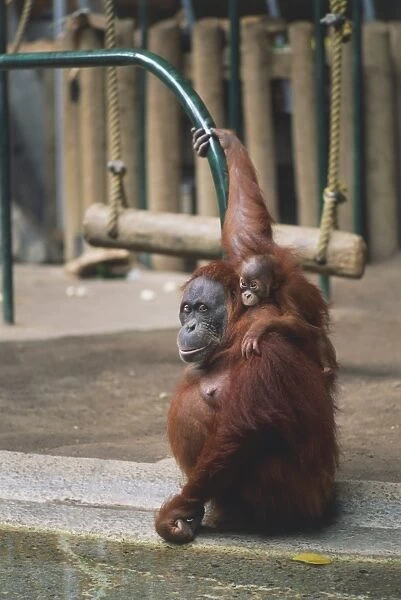 Canada, Ontario, Toronto, Toronto Zoo, female Orangutan (Pongo pygmaeus) with baby on her back holding on to rail