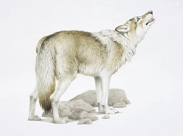 Canis Lupus, Grey Wolf raising its head while howling
