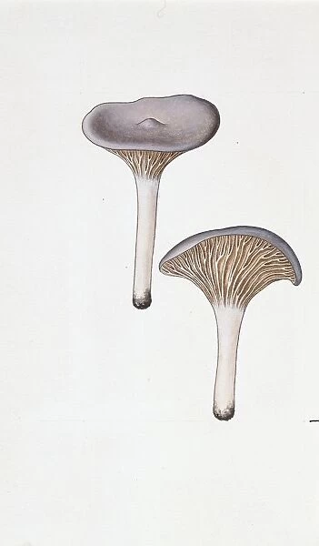 Cantharellula umbonata, illustration