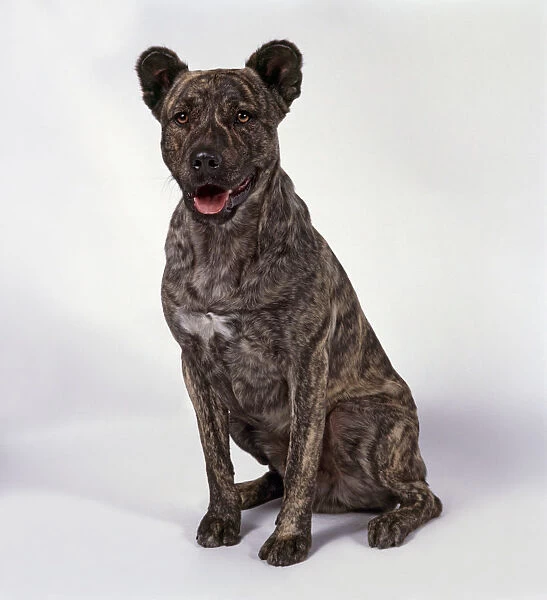 Cao de Fila de Sao Miguel (Sao Miguel Cattle Dog) sitting showing cropped ears and brindles brown coat